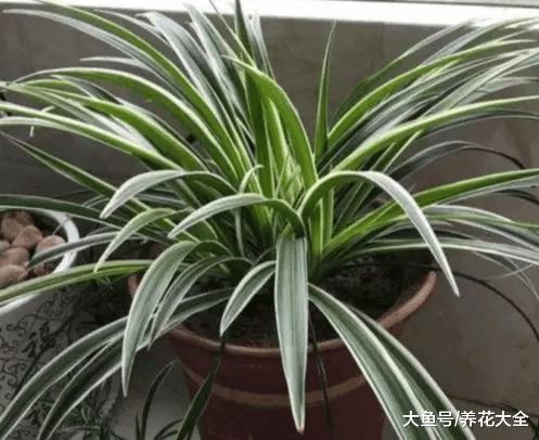 别只知道养吊兰, 这些吊兰你叫的出名字吗?