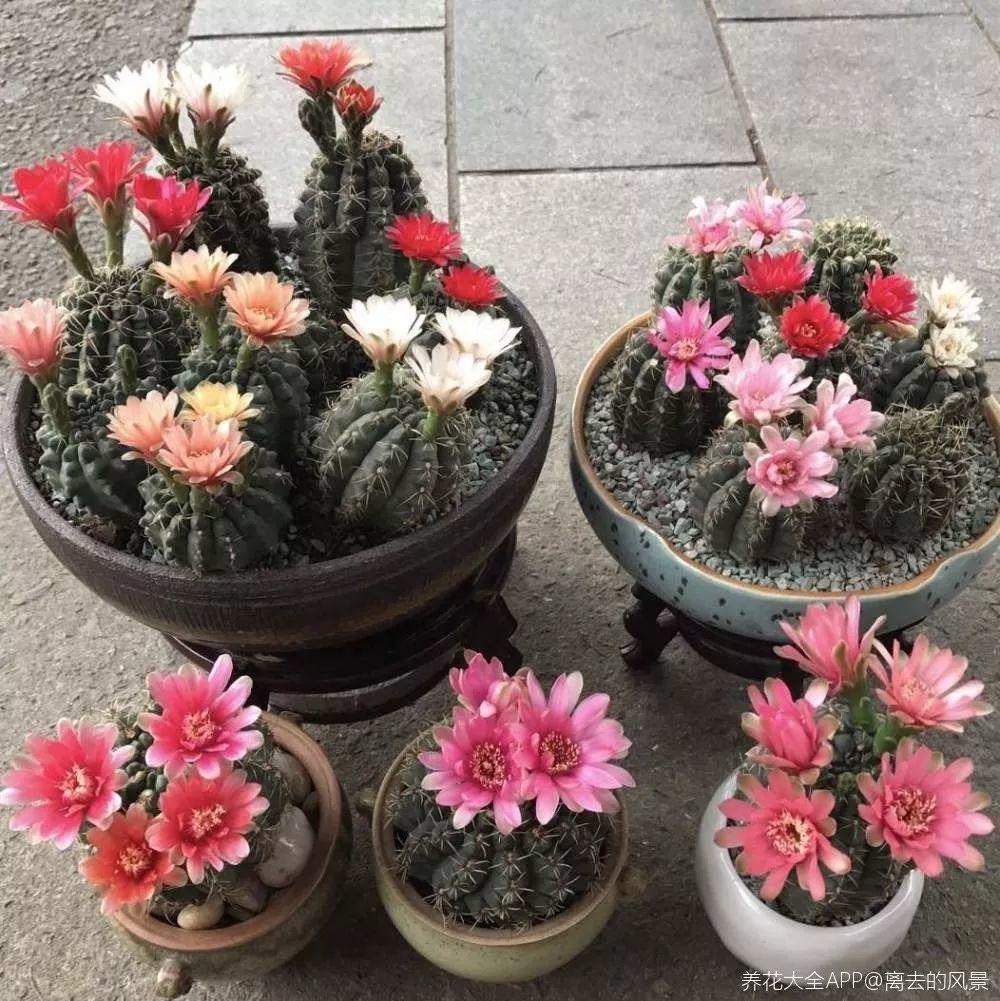 养花也有小妙招, 他家的仙人球, 花开一朵接一朵!