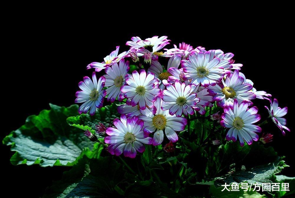高贵优雅的冬季花卉——瓜叶菊