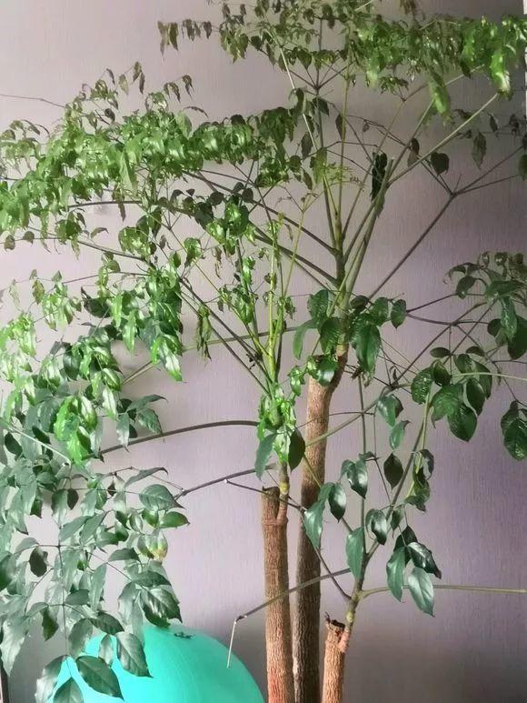 幸福树戳到天花板, 一刀砍下去, 蹭蹭冒芽美翻天!