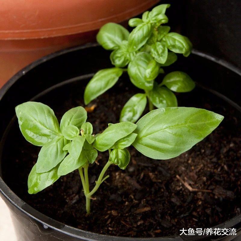 让盆栽罗勒能够不断收获的技巧, 叶子可以不断采摘