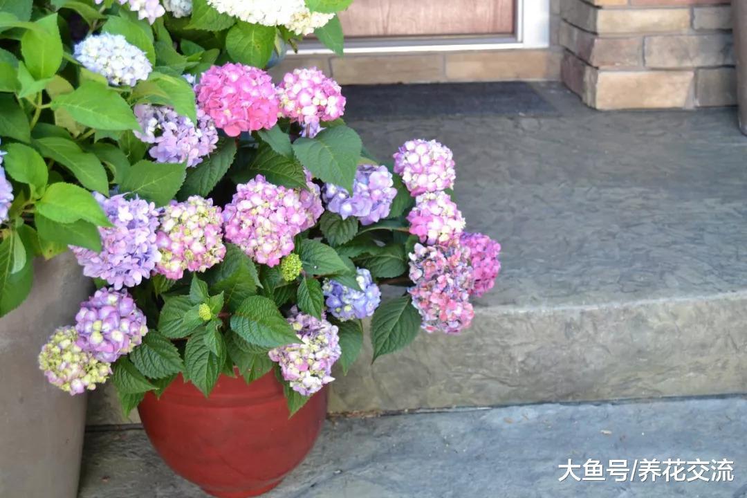 为什么我的绣球花养了三年都没有花朵, 是哪里做错了呢?