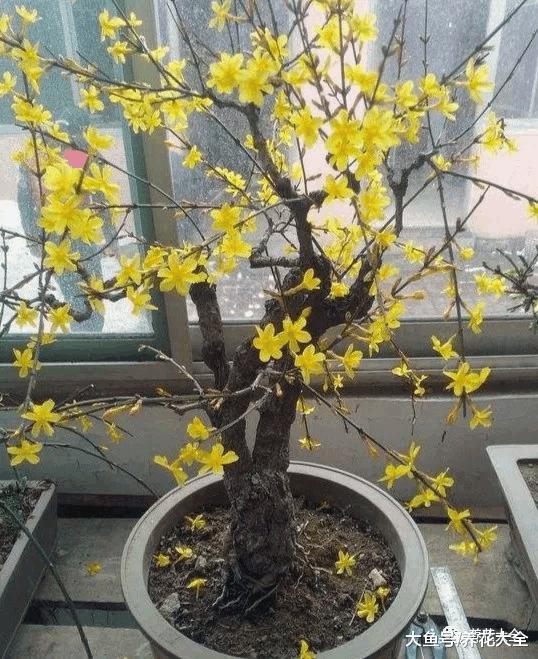 牡丹? 芍药? 这你都分不清, 还怎么踏青赏花!