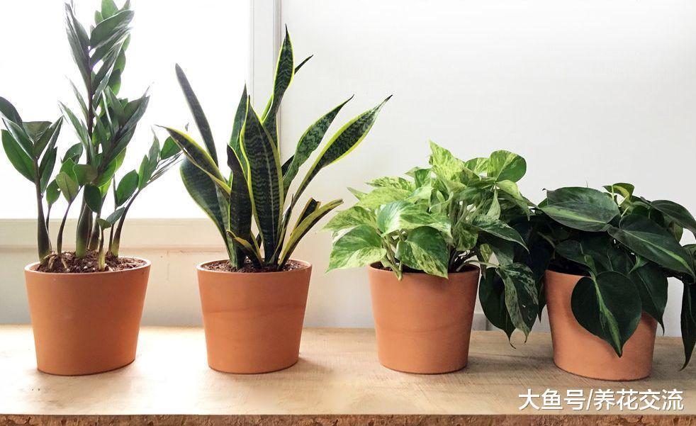 新手家里的这7种室内植物没法养死, 不用怎么管理的花卉