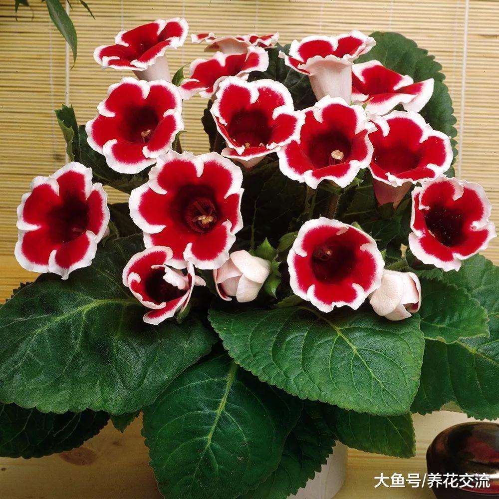 养在阴凉的阳台也能开出艳丽大花的落雪泥, 不养一盆就亏大了