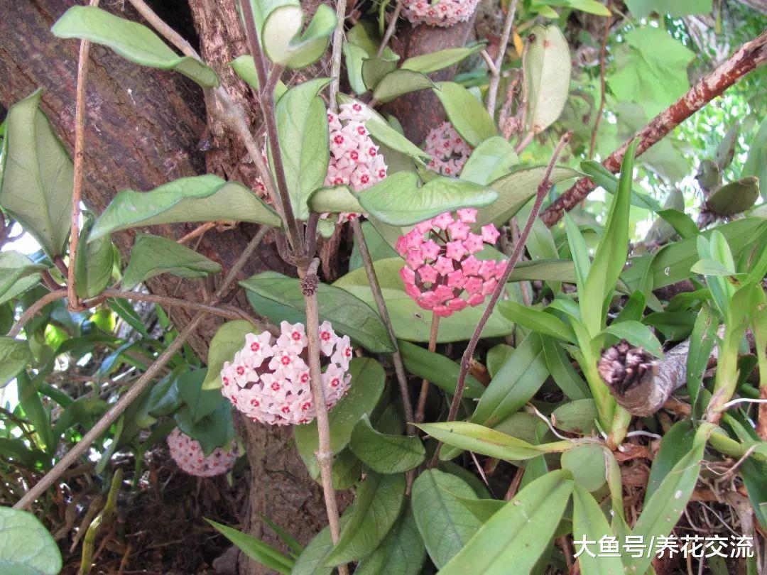养在阳台上的球兰一般需要多久才能开花?
