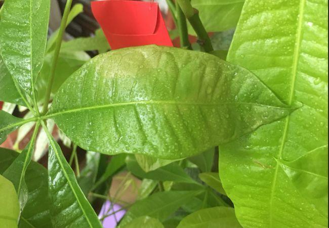 发财树叶子全黄了? 加点淘米水, 10天恢复绿油油!