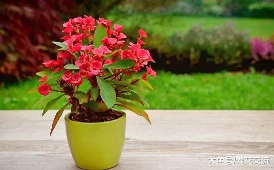 7种极其耐旱的盆栽植物, 几个月不管都能活得好好的