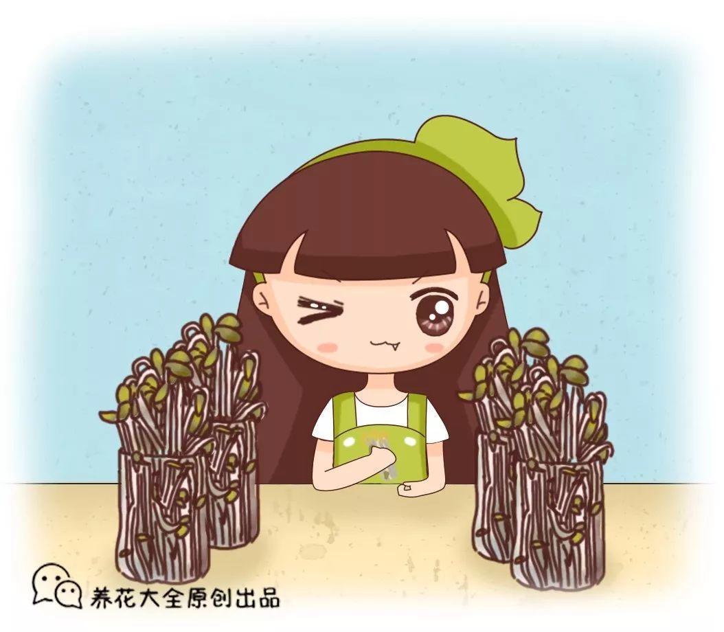 一个雪碧瓶, 在家就能发豆芽, 省钱又安心!