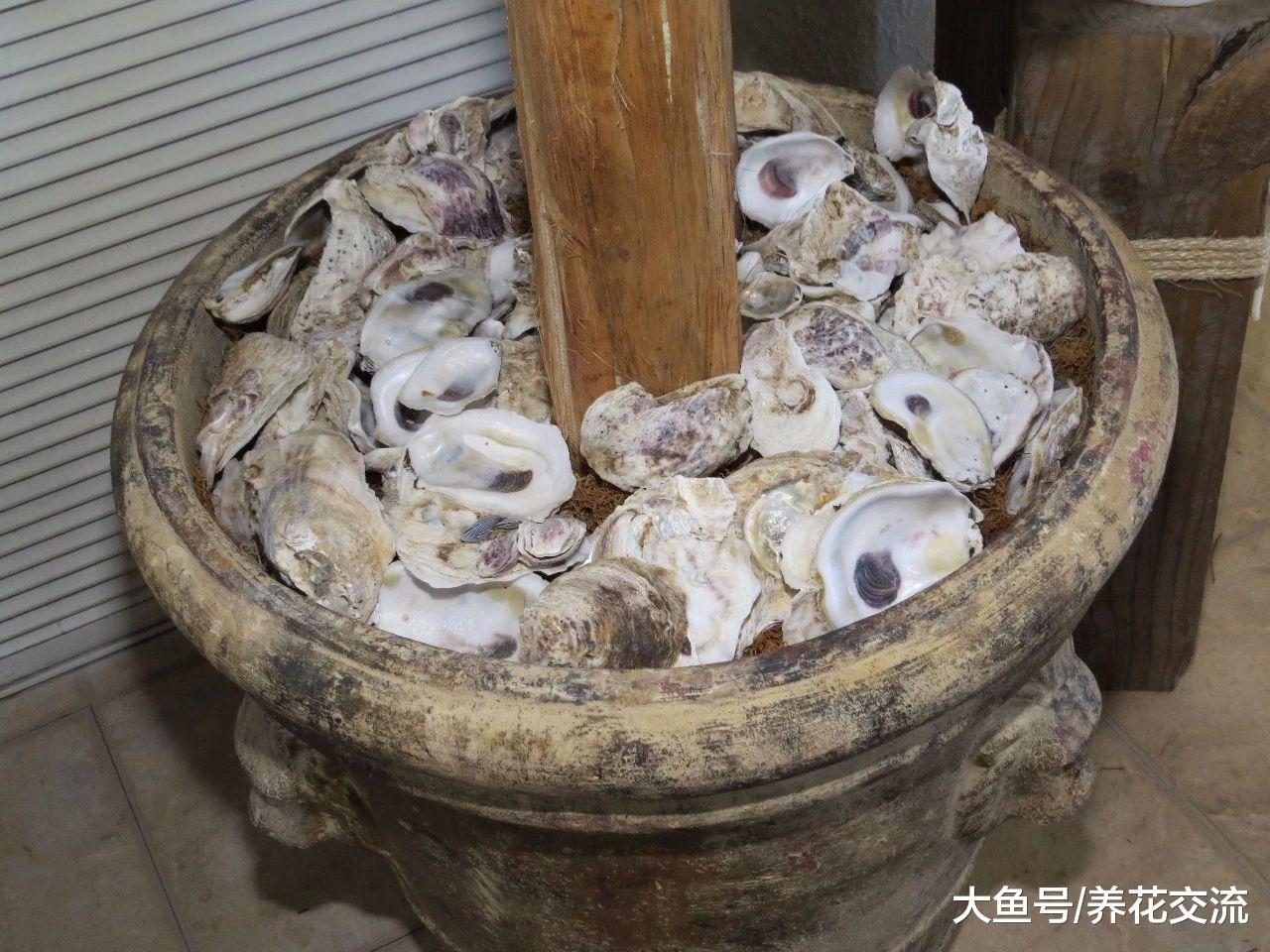 这7种生活中常见的废弃物都是很好的养花材料, 变成植物肥料