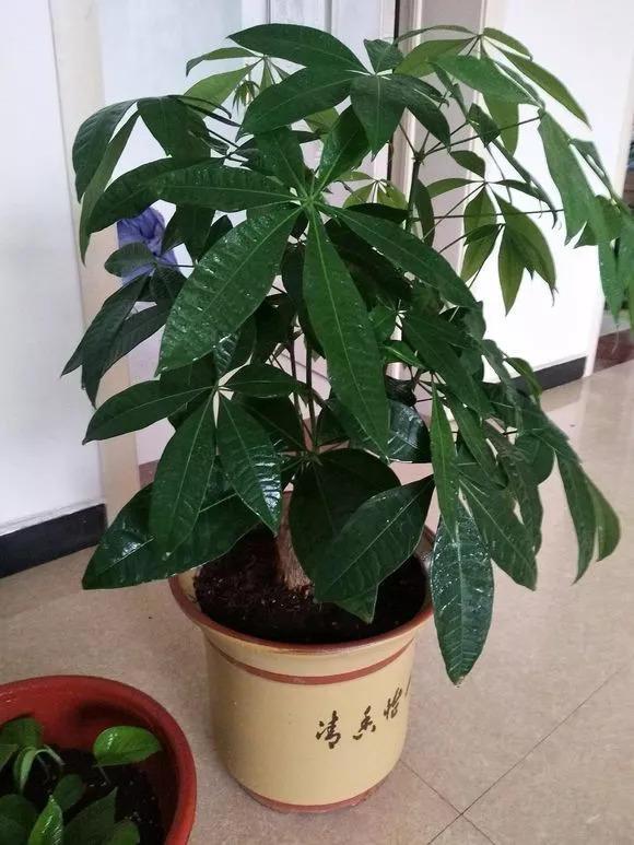 秋天1盆水, 绿萝蟹爪兰蹭蹭冒芽, 疯长起来不要命!