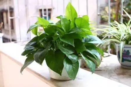 别再为卫生间养什么植物烦恼了? 养这些植物绝对错不了!