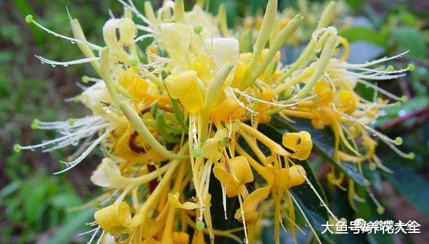 养花就选这5种, 健康又长寿, 而且好养易开花!