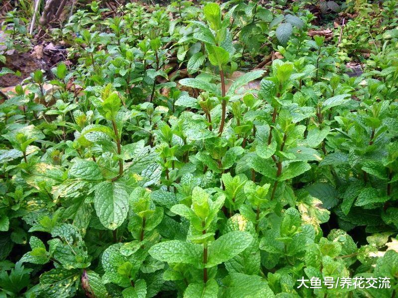 不要把薄荷直接种地上, 一不小心就蔓延了整片院子