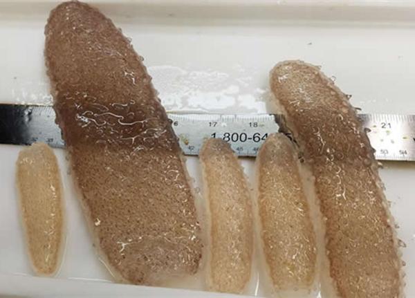 海滩边出现大量海洋物体, 当地科学家为此摸不着头脑