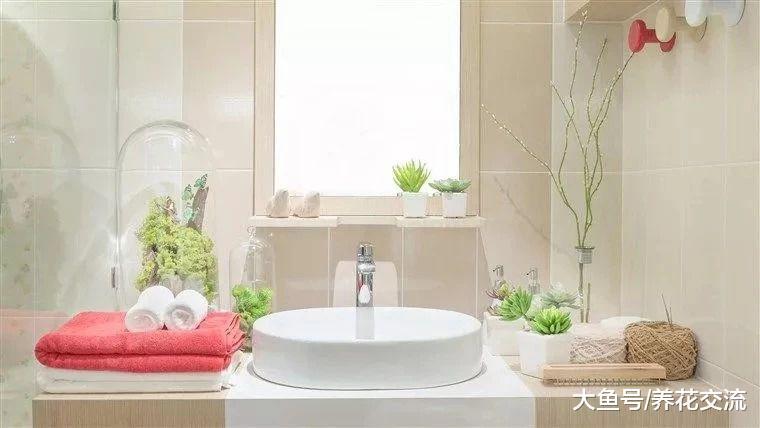 浴室里面养这些植物, 可以让你的生活更加健康