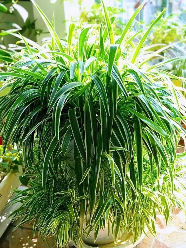 她养吊兰很“舍得”, 土里拌点料, 1枝冒芽20个!