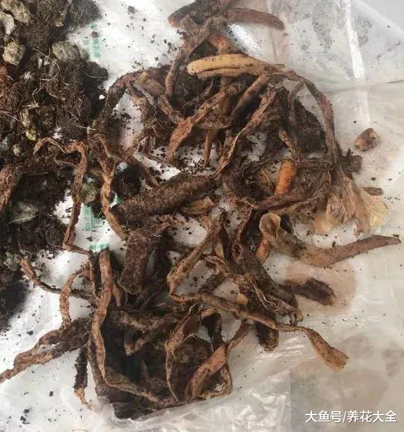 换盆不修根, 等于白换, 想爆盆更是做梦!