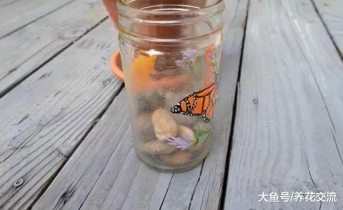 剪一段蟹爪兰的枝条扦插在水中就能生根发芽, 养成小盆栽