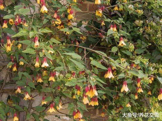 可以养成盆栽爬藤植物的7种花卉, 容易养护, 开花特别灿烂