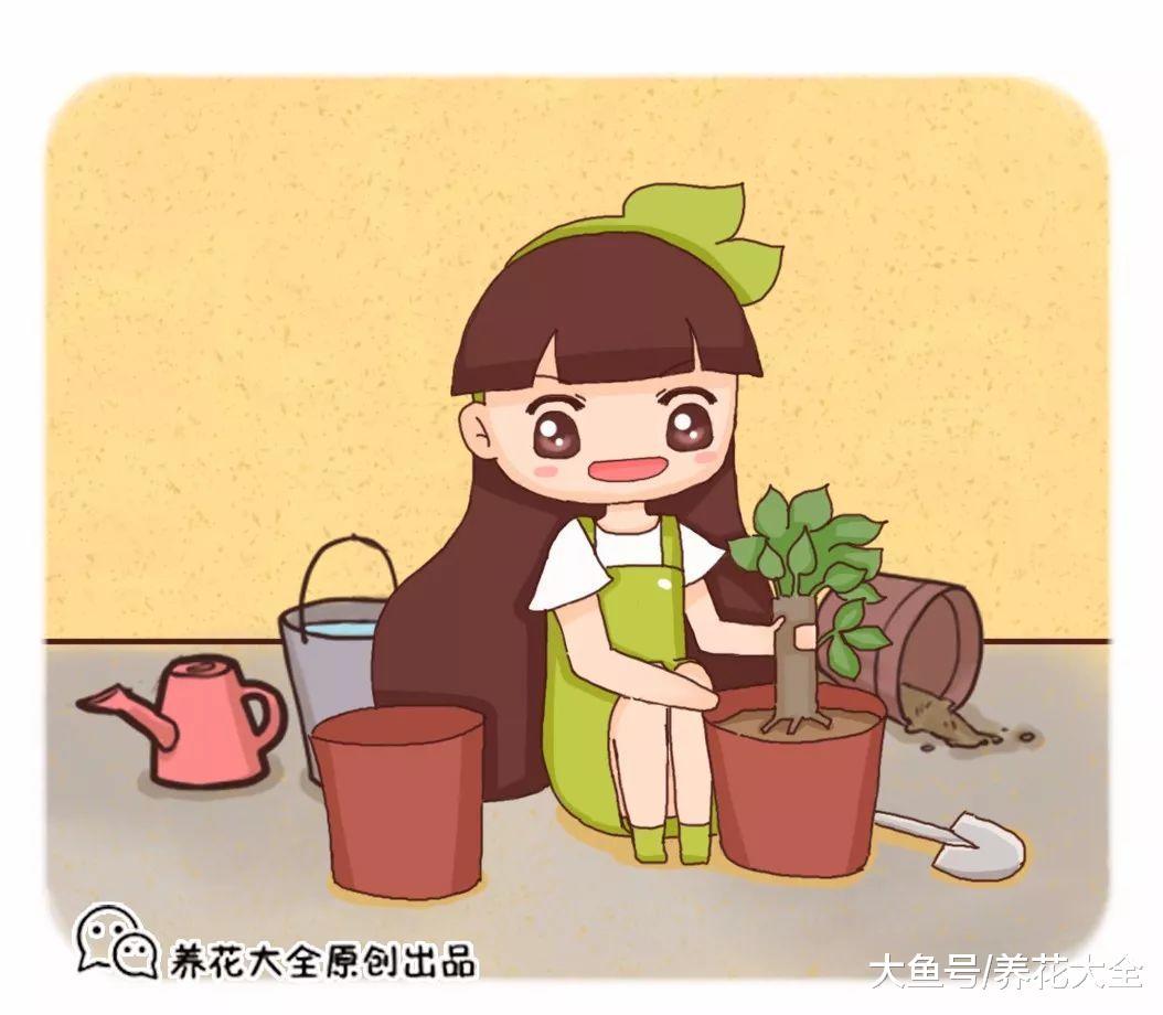 换完盆后容易死? 注意这几点, 根壮叶又绿!