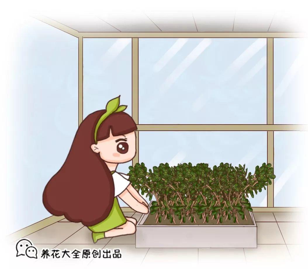 家里种这7种菜, 20天割一茬, 吃不完的菜都开花了!