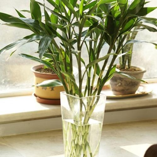 富贵竹用这“粉末”养, 黄叶不再有, “枝条”绿汪汪!