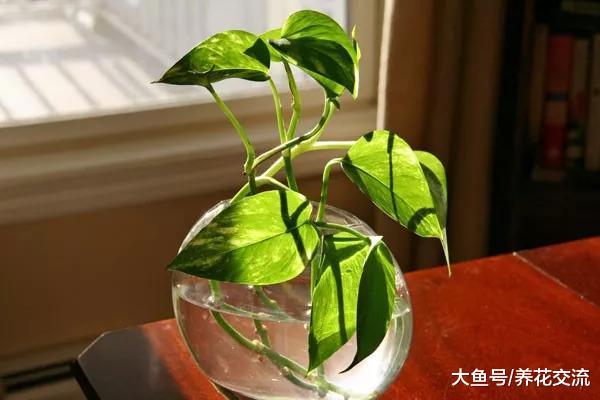 9种适合在秋季进行繁殖的植物, 都是室内常见的绿植