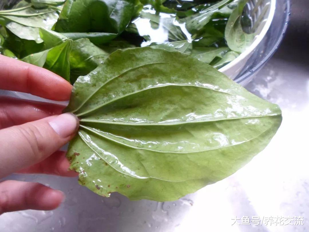 这种遍地都是的杂草不要杀了, 它是世界流行的治疗草药