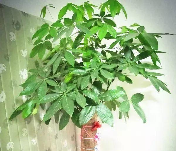 再难养的花, 也有养不死的办法, 就看你浇什么水!