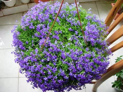 美到不行的吊兰花卉, 放在阳台上, 路上人都能往你家多看几眼!