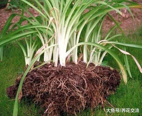 办公室植物繁殖的常用技巧, 有这三种方法就够用了