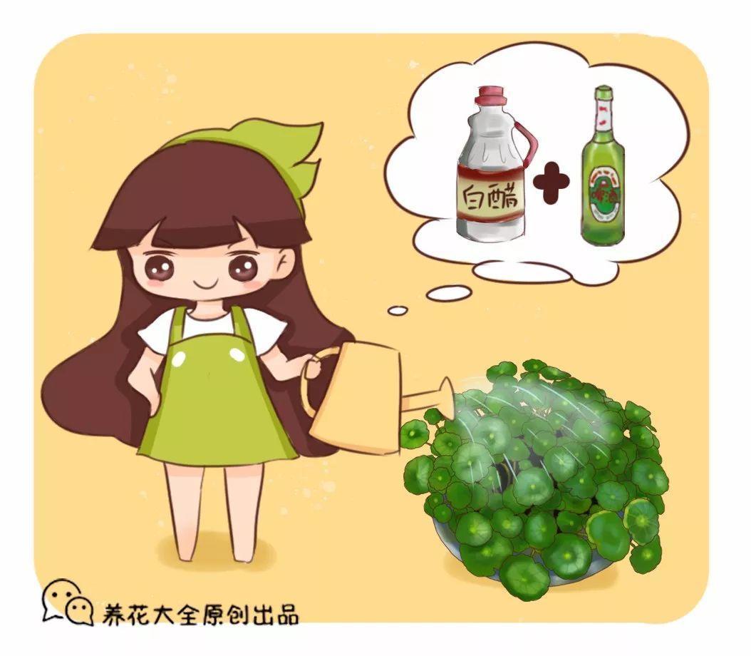 啤酒里加点料, 花喝了呼呼长, 一夏天蹿3米!