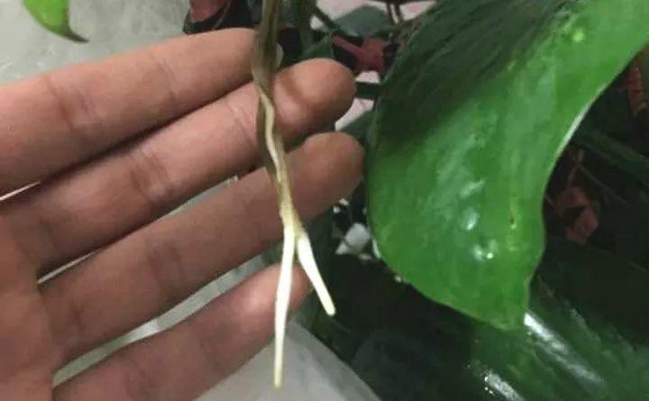 绿萝有个“小机关”, 这样打开它, 蹭蹭长10米!