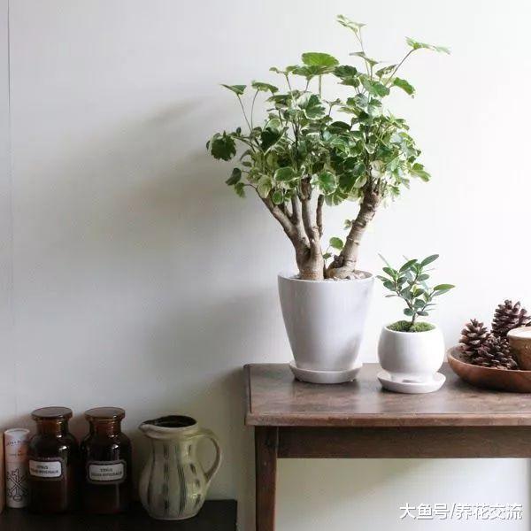 这10种大型盆栽绿植养在客厅, 看起来大气又适合新手养护