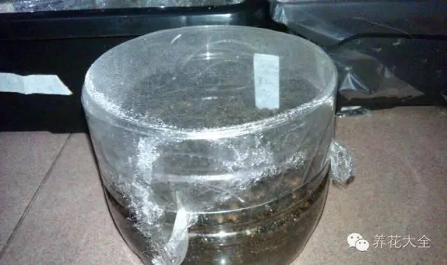 3种傻瓜播种法, 出芽率百分百, 真没你想象中那么难!