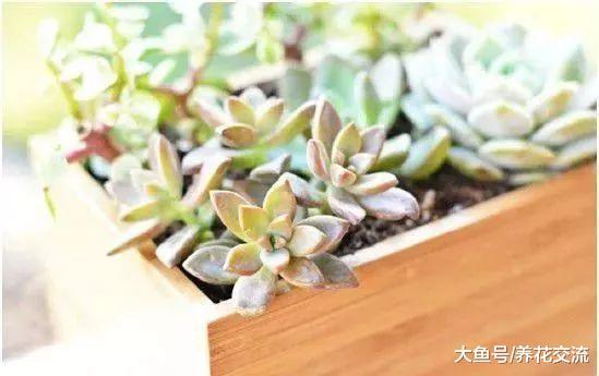创意的花架盆栽, 用废弃的材料就可以在阳台和门廊处自制
