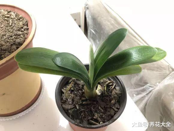 换盆不修根, 等于白换, 想爆盆更是做梦!