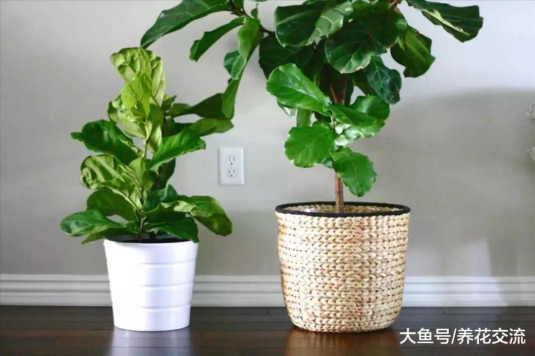 没有窗户的室内环境下, 如何养好盆栽植物呢?