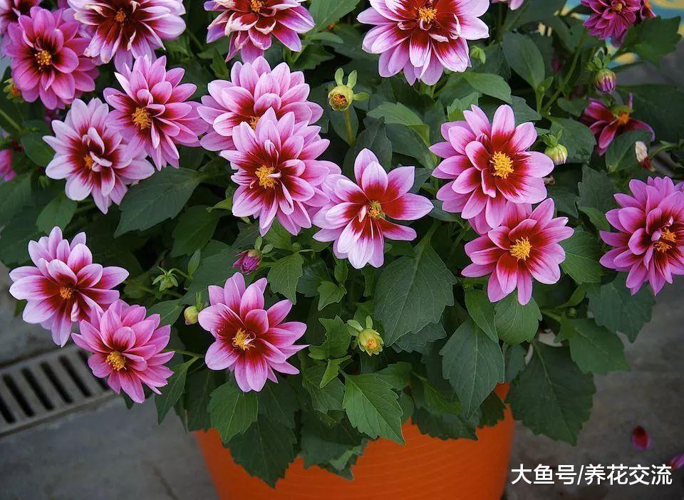 11种整个夏天绽放的开花植物, 可以保持多年生长