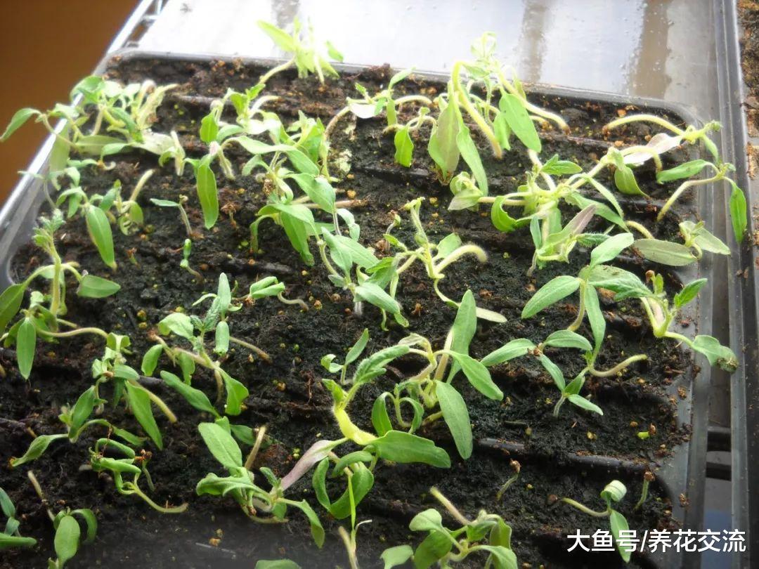 花卉幼苗繁殖的时候加入这种东西, 植物就不会腐烂、倒伏