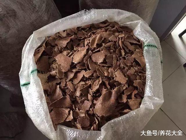 喂猪的东西, 拿来养多肉, 竟然肥得比拳头还大!