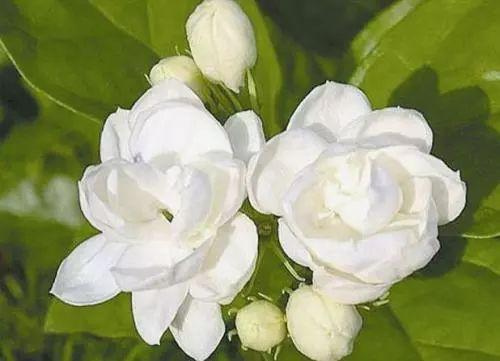 夏季花卉怎么管理? 哪些植物是生长期, 哪些是休眠期?