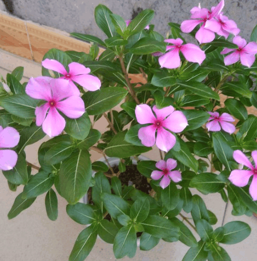 长春花一摘芽, 三枝可以变五枝, 花开的能挡叶!
