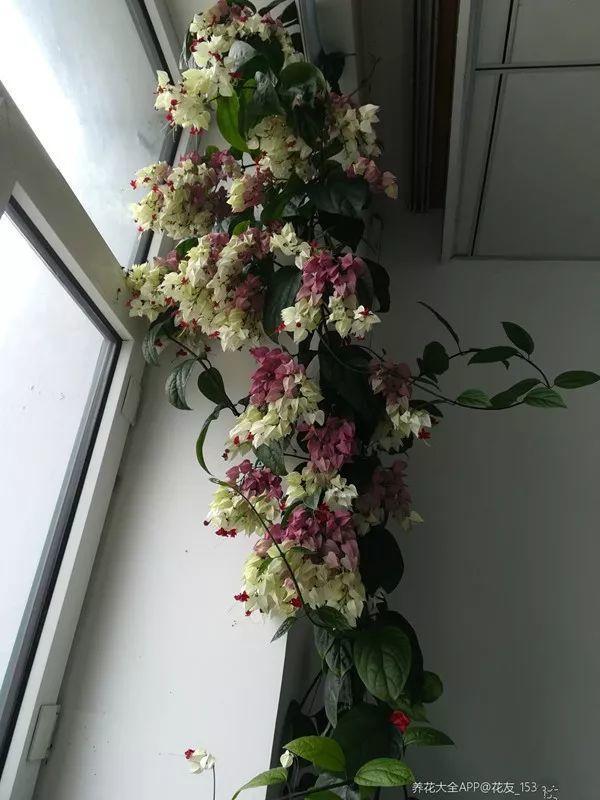 这花会吐小珠子, 阳台养一盆, 开的花可以当窗帘用!