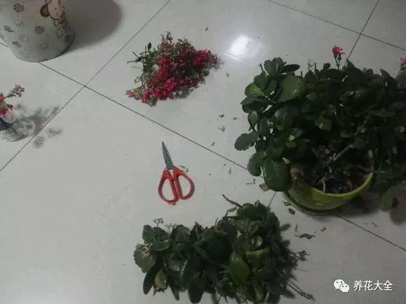 这5种花欠收拾, 夏天给它剪两刀, 10天又能开一箩筐!