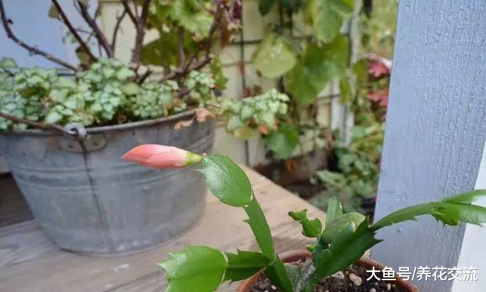 剪一段蟹爪兰的枝条扦插在水中就能生根发芽, 养成小盆栽