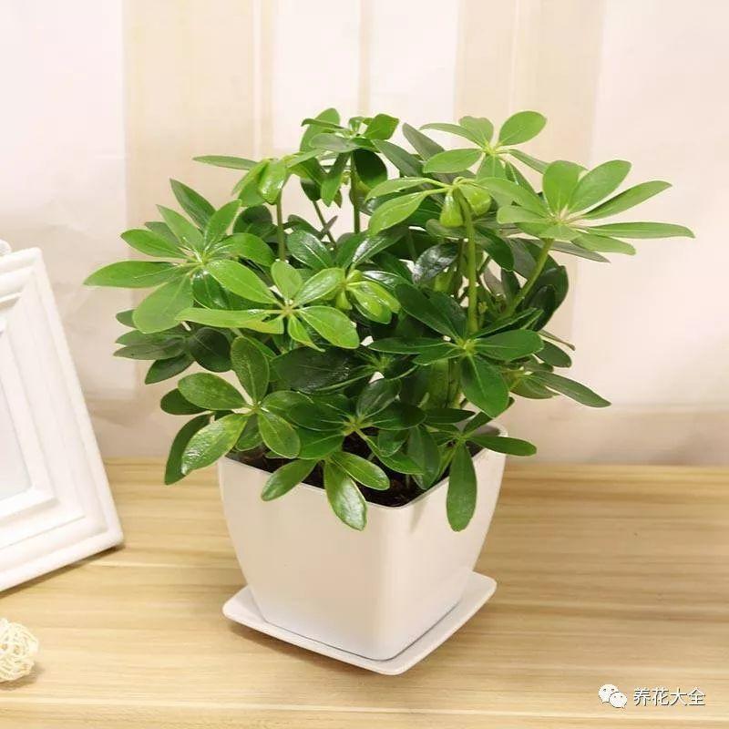 这10种吸烟花, 专治二手烟, 越养越茂盛!