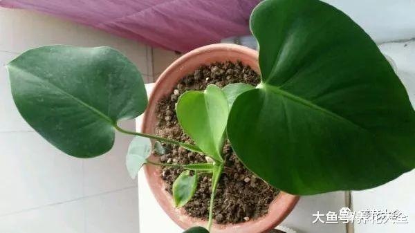 龟背竹不开背? 注意这几点, 裂到三指宽!