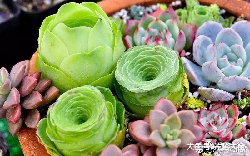 买多肉太烧钱? 跟着花友学叶插, 多肉阳台在等你!